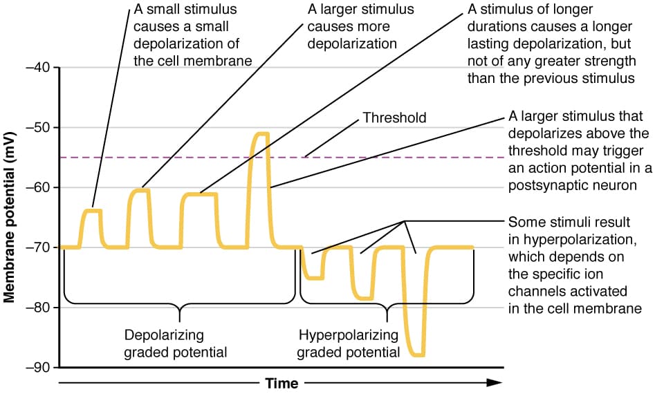 Electrotonic potential - Wikipedia