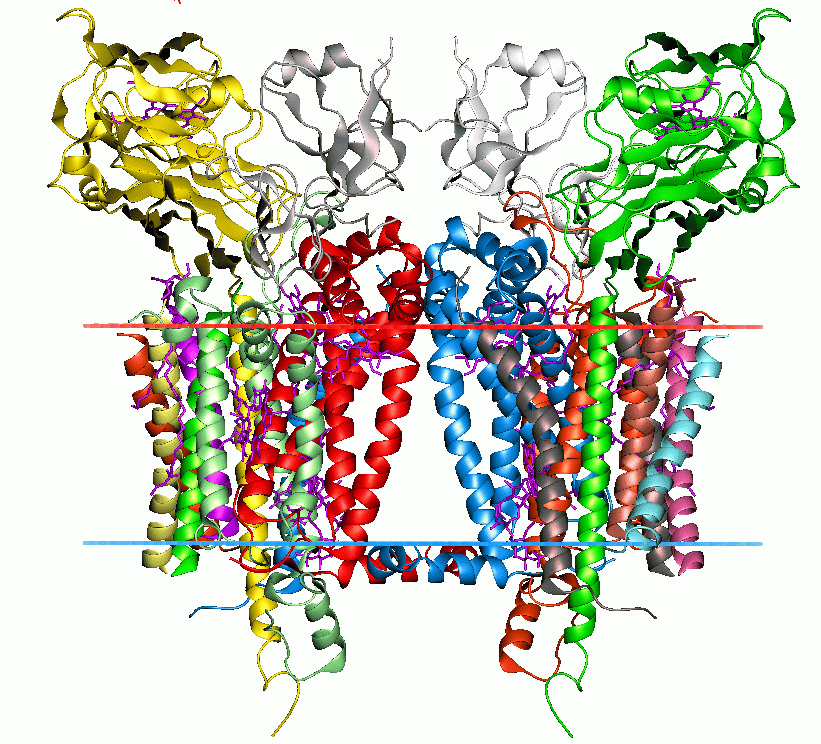 Complexe cytochrome b6f — Wikipédia