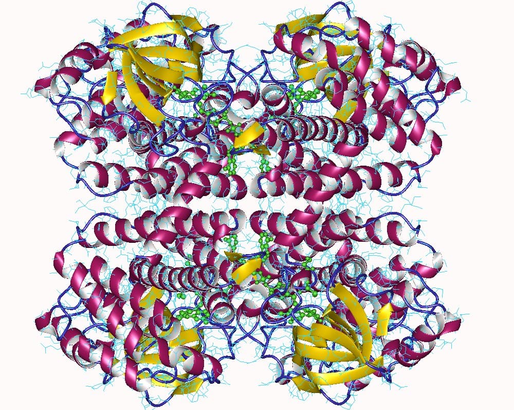 Déshydrogénase d'acyl-coenzyme A — Wikipédia