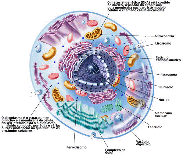 Mélanosome — Wikipédia
