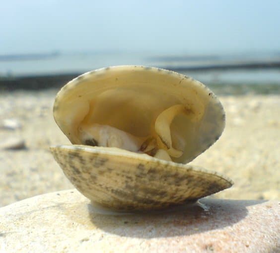 Palourde — Wikipédia