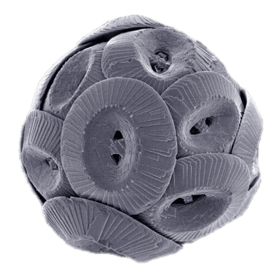 Marine biogenic calcification - Wikipedia