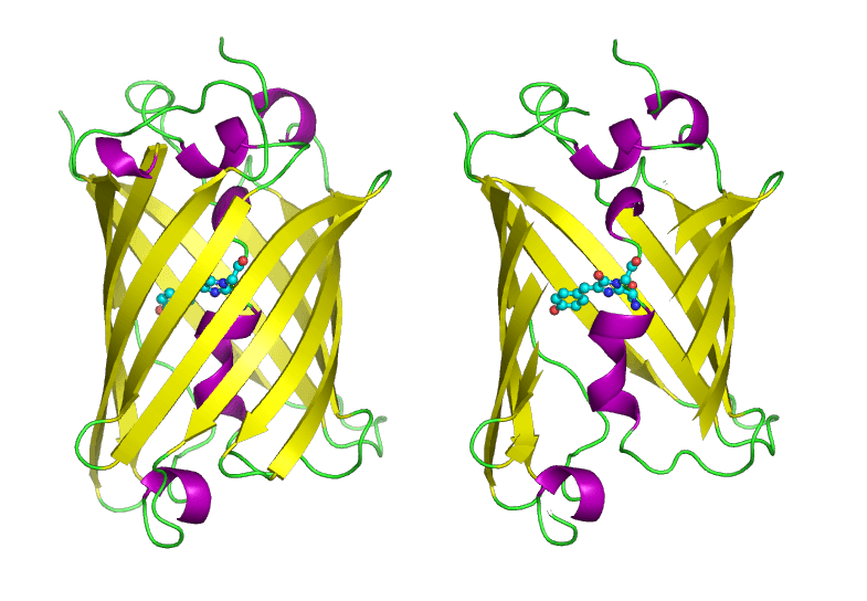 Protéine fluorescente verte — Wikipédia