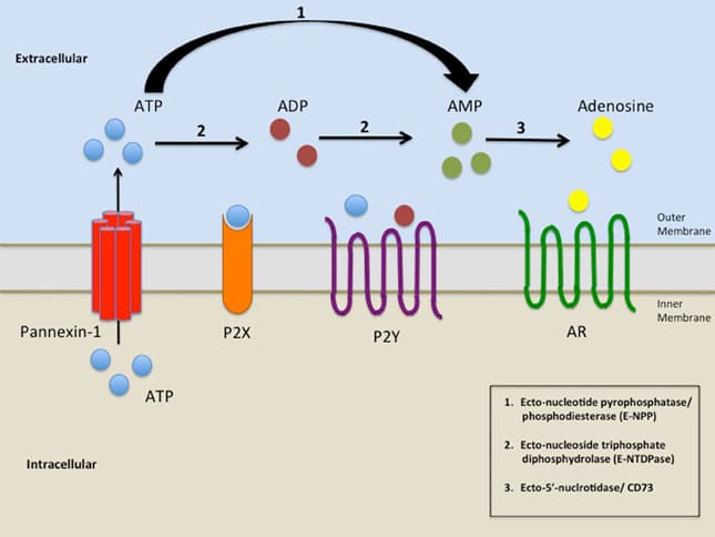 Purinergic signalling - Wikipedia