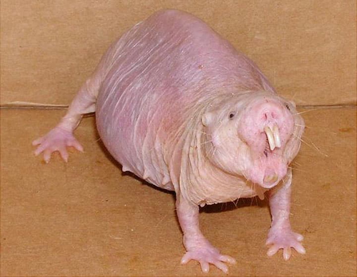 Naked mole-rat - Wikipedia