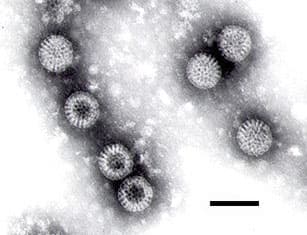 Rotavirus — Wikipédia