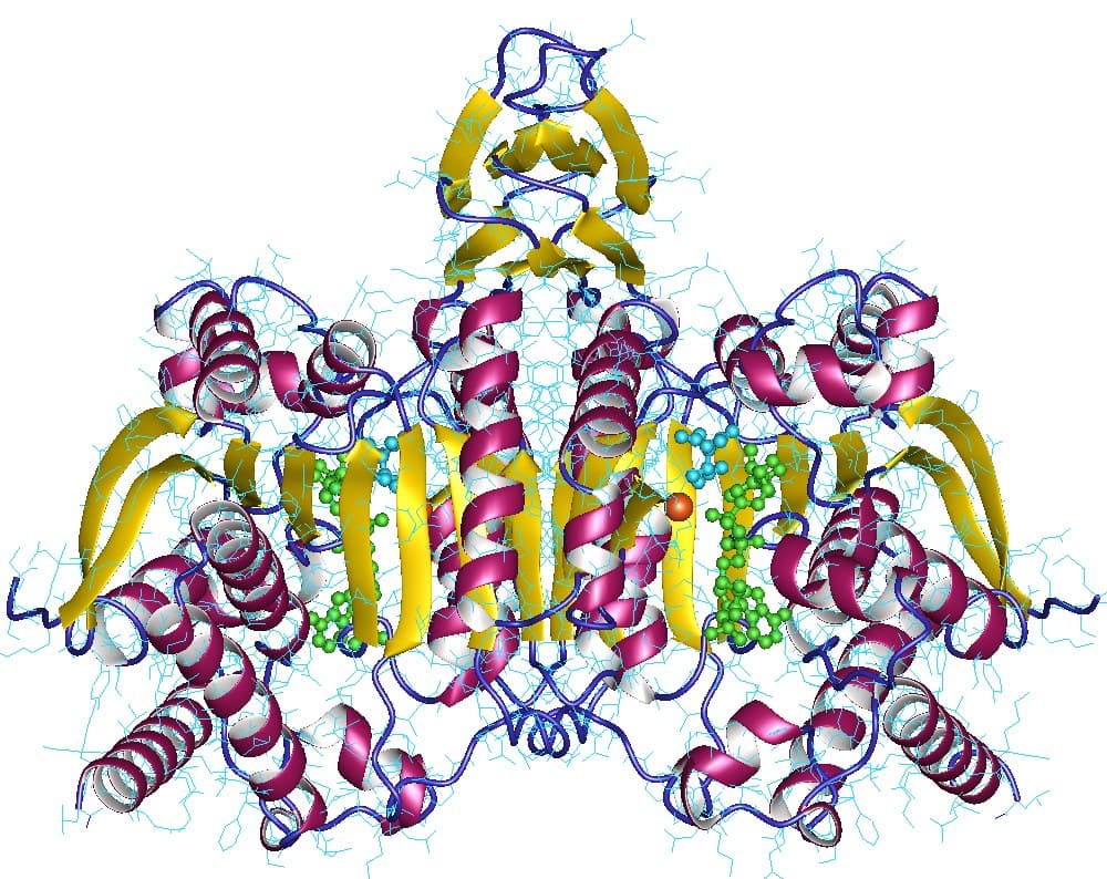 Isocitrate-déshydrogénase — Wikipédia