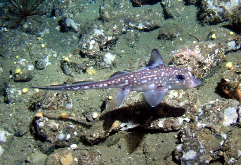 Chimaera - Wikipedia