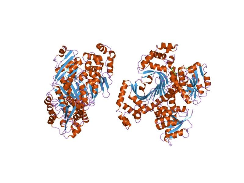 Homoserine dehydrogenase - Wikipedia