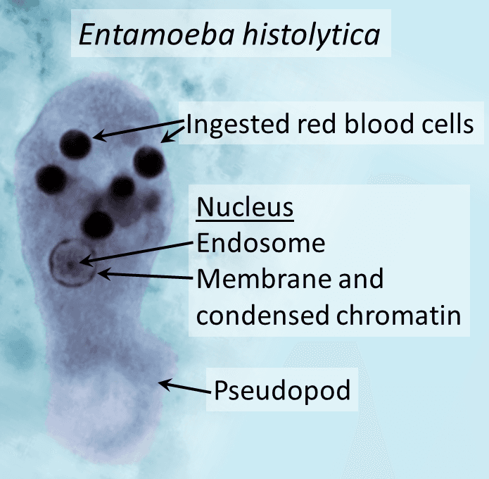 Entamoeba histolytica - Wikipedia