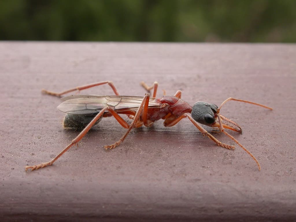 Myrmecia — Wikipédia