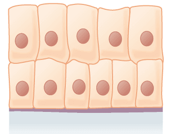 Stratified columnar epithelium - Wikipedia