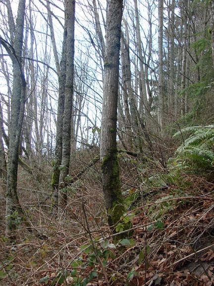 Downhill creep - Wikipedia