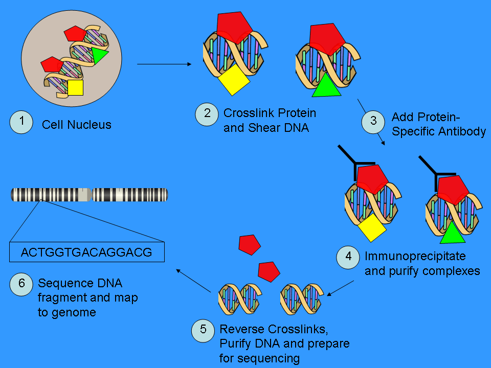 ChIP sequencing - Wikipedia