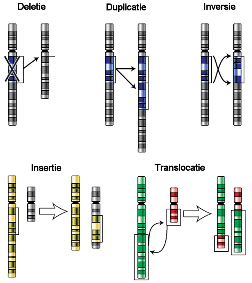 Réarrangement chromosomique — Wikipédia