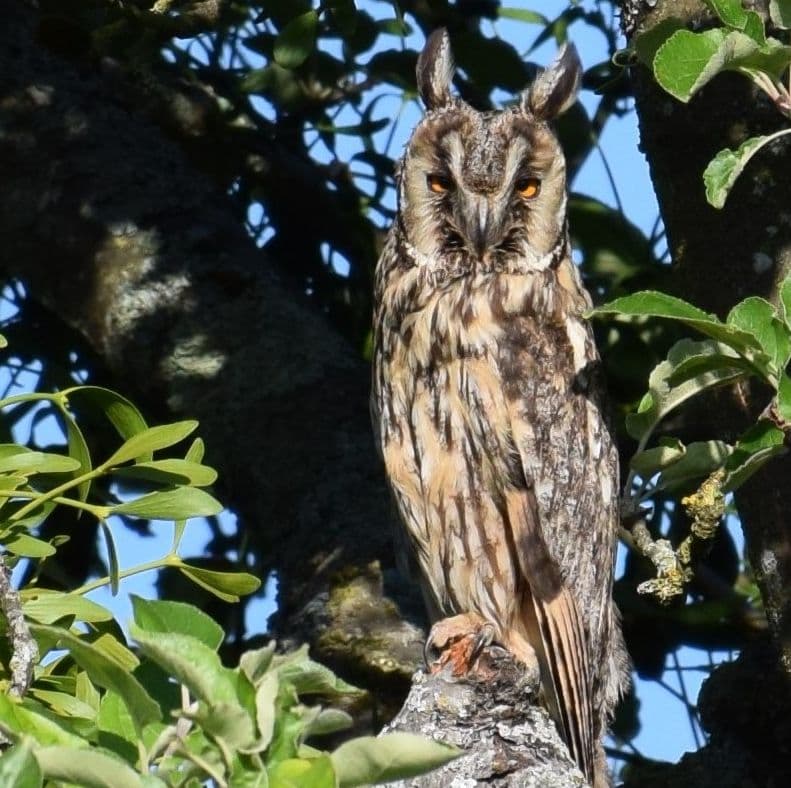 Hibou moyen-duc — Wikipédia