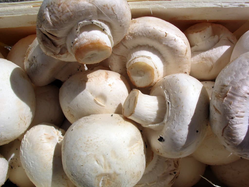 Agaricus bisporus — Wikipédia