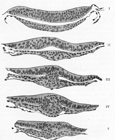 Neuroectoderm - Wikipedia