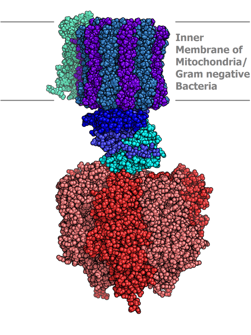 ATP-synthase — Wikipédia