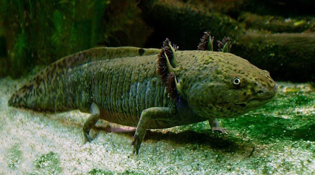Axolotl - Wikipedia