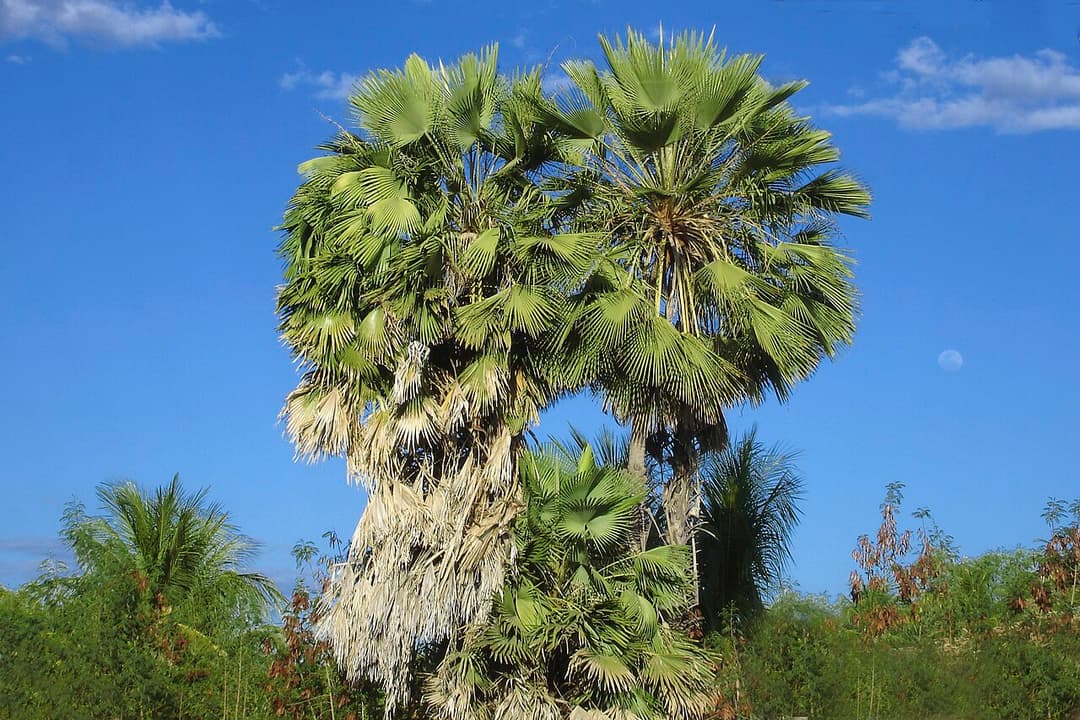 Cire de carnauba — Wikipédia