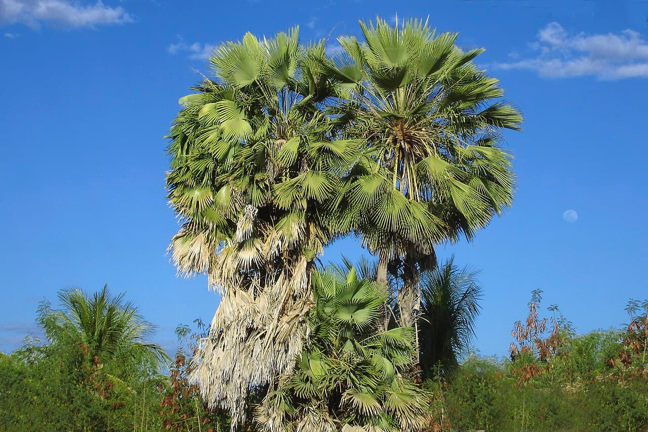 Cire de carnauba — Wikipédia