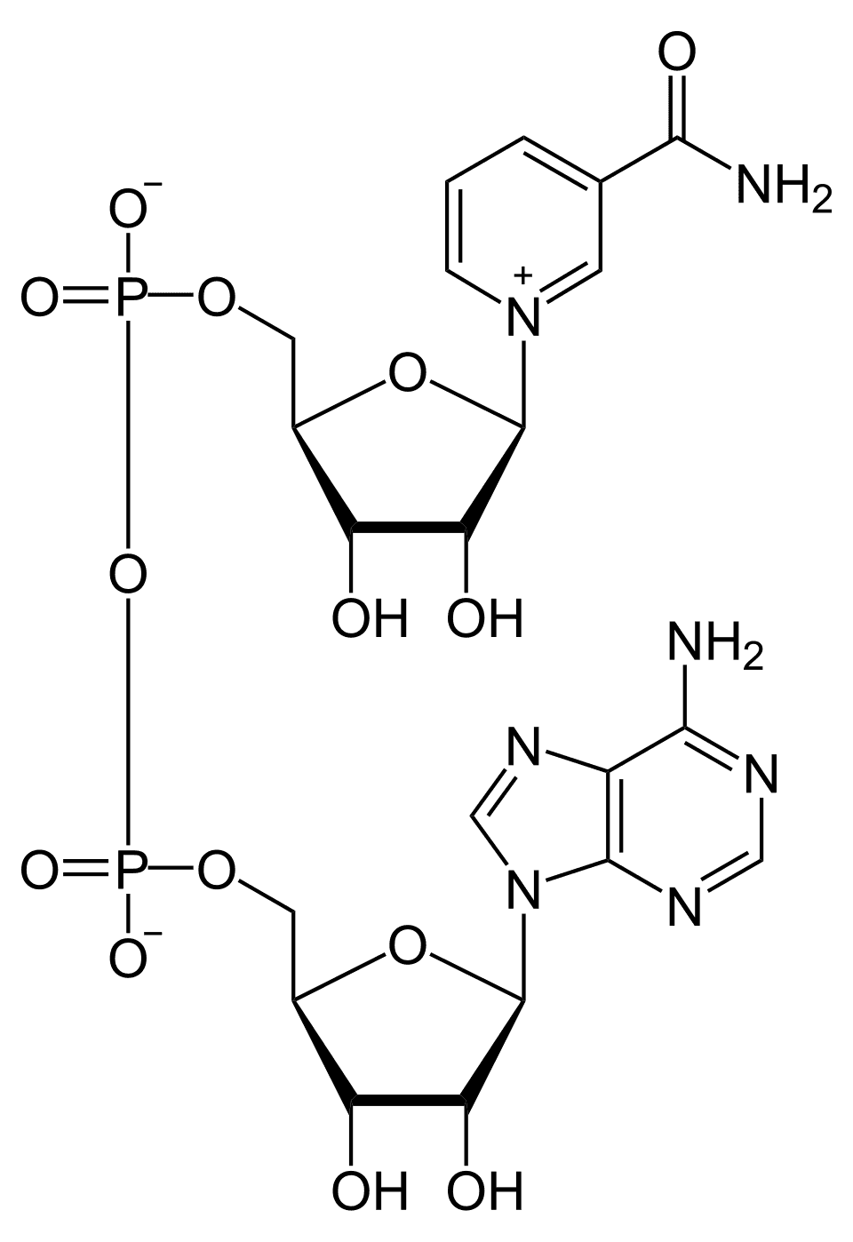 Dinucléotide nicotinamide-adénine — Wikipédia
