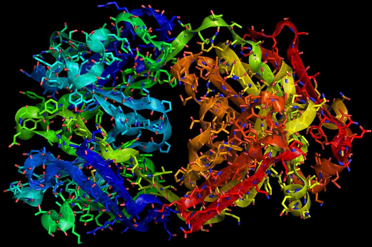 Trastuzumab — Wikipédia