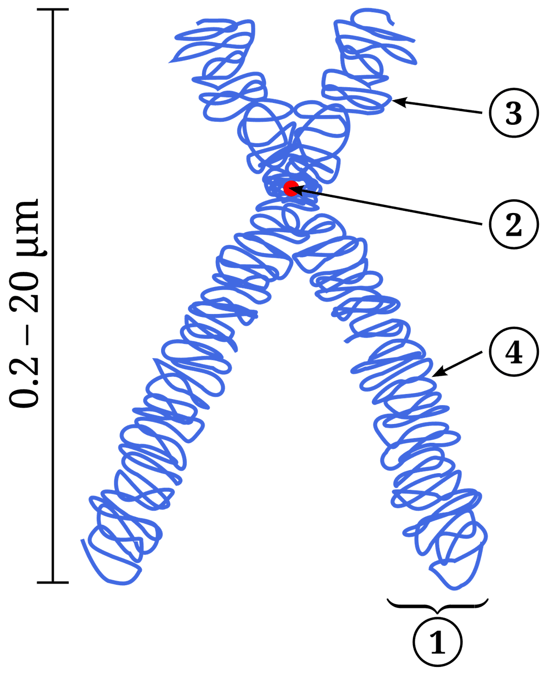 Chromatid - Wikipedia