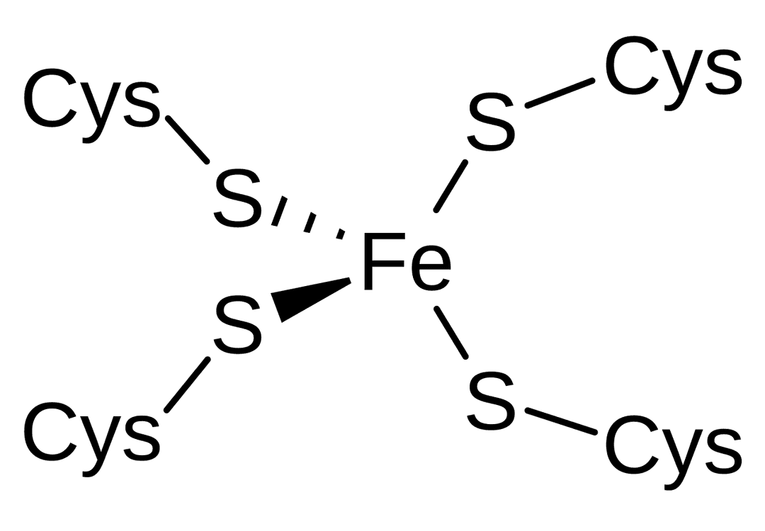 Rubrédoxine — Wikipédia