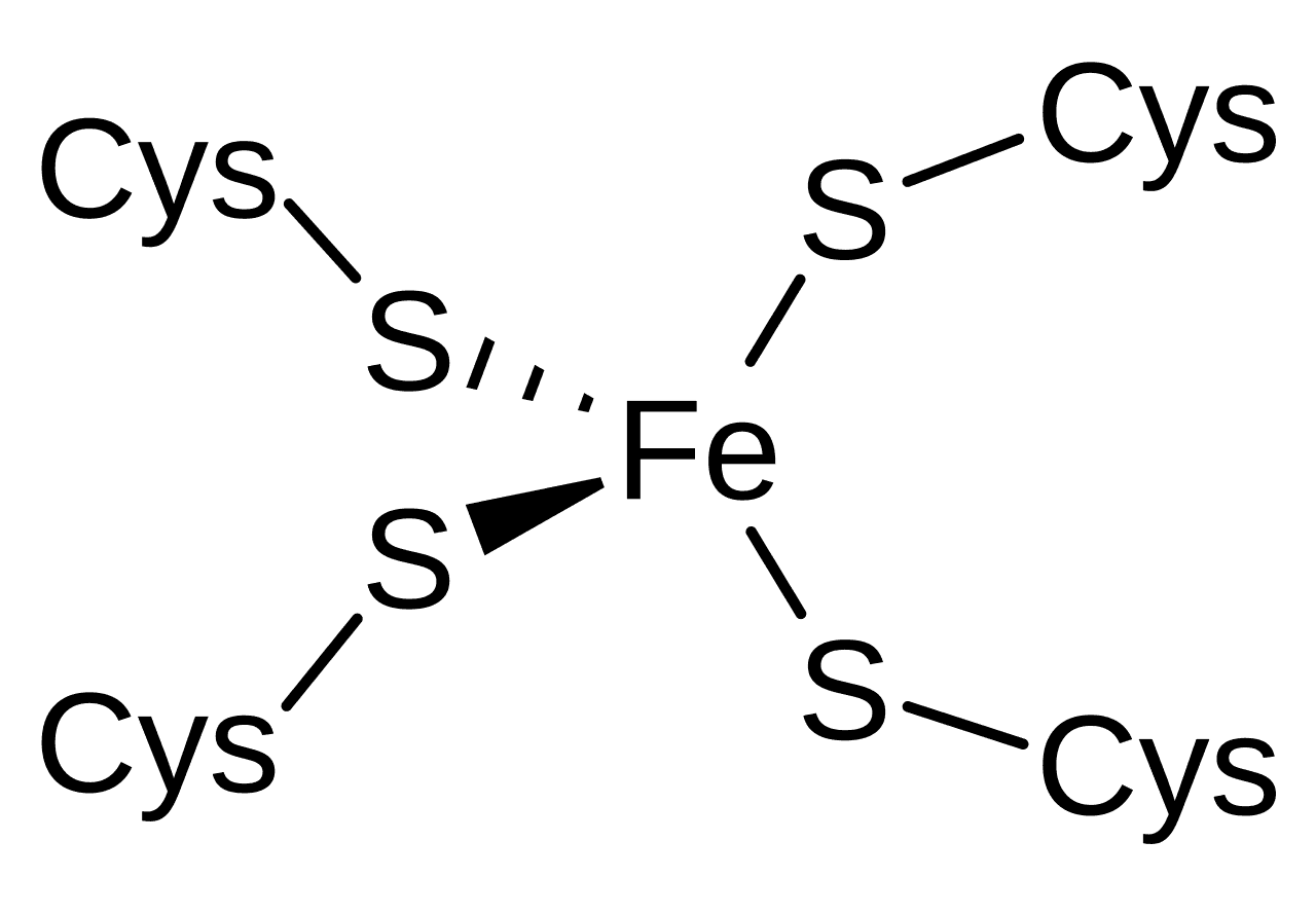 Rubrédoxine — Wikipédia