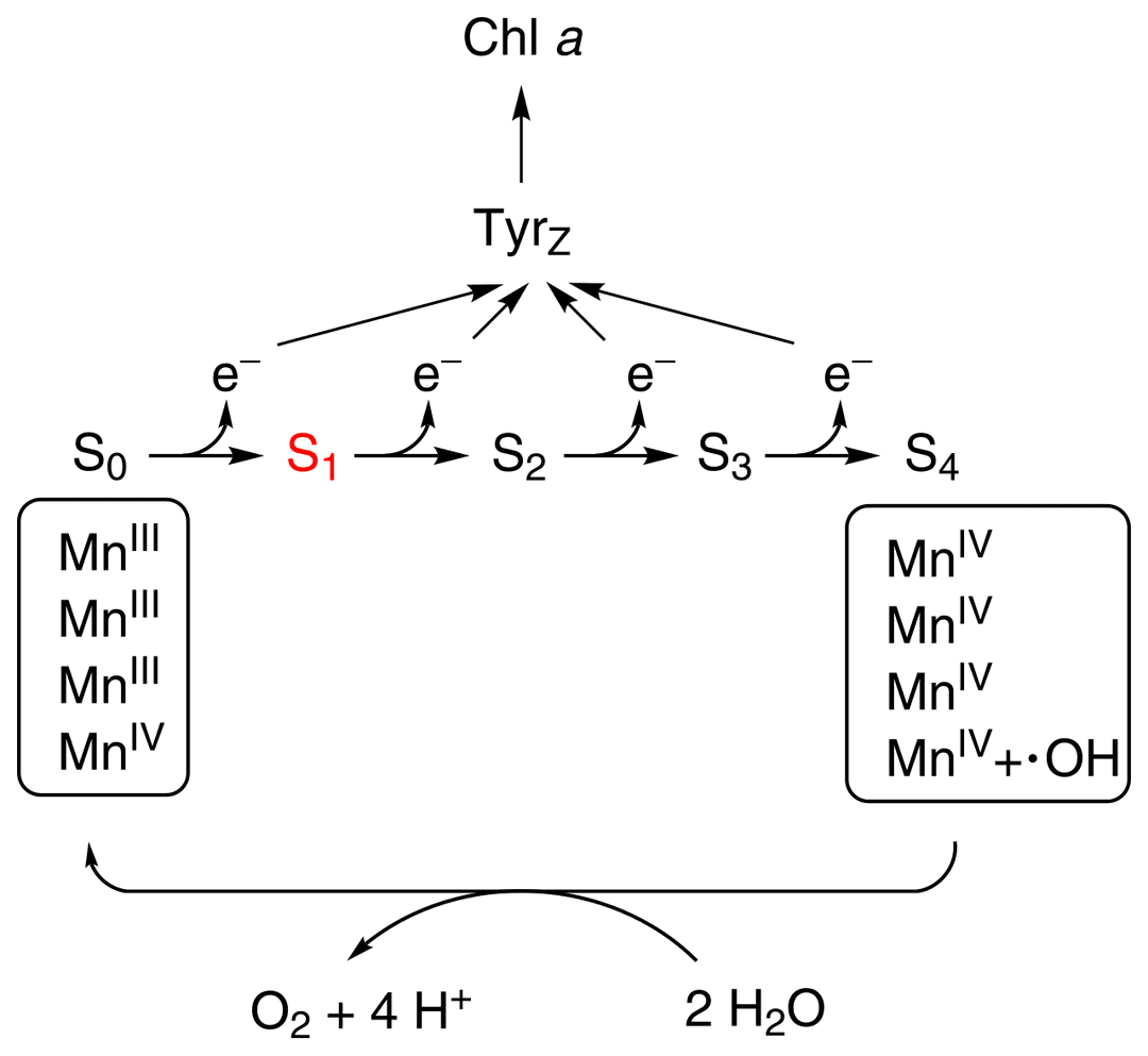 Oxygen-evolving complex - Wikipedia