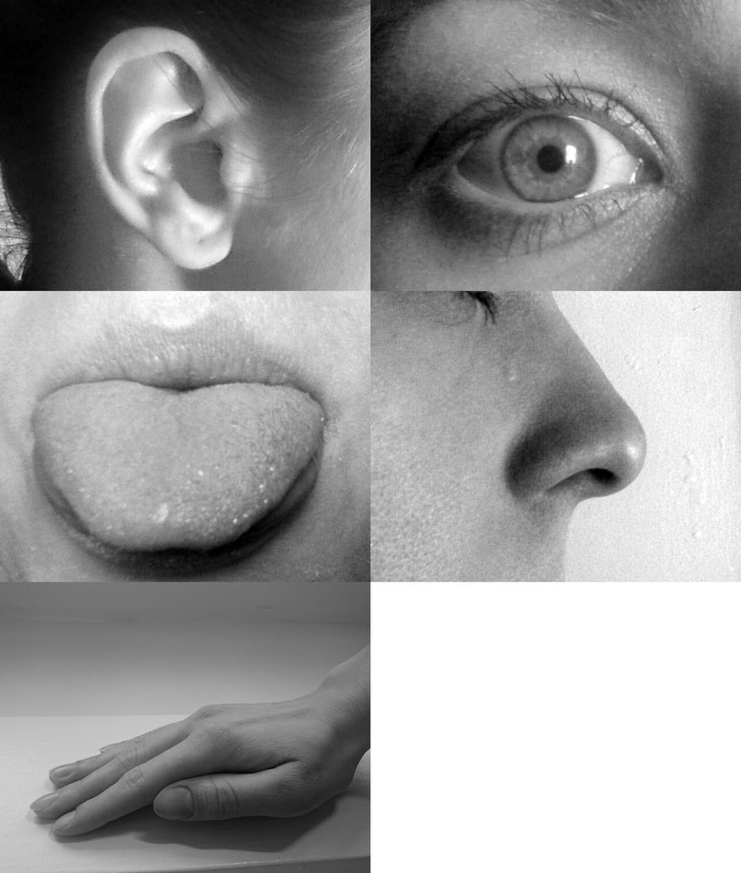 Sens (physiologie) — Wikipédia