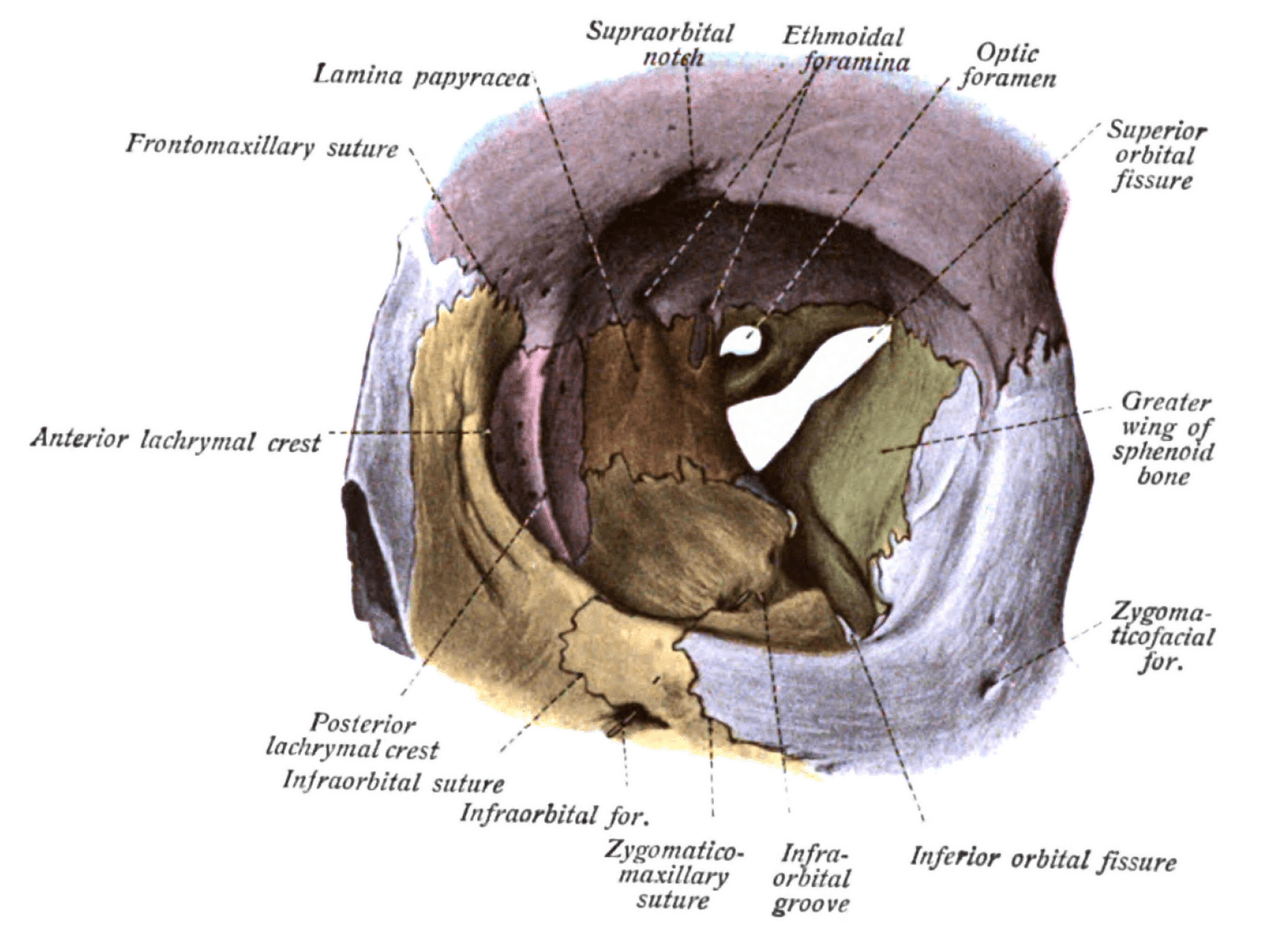 Superior orbital fissure - Wikipedia