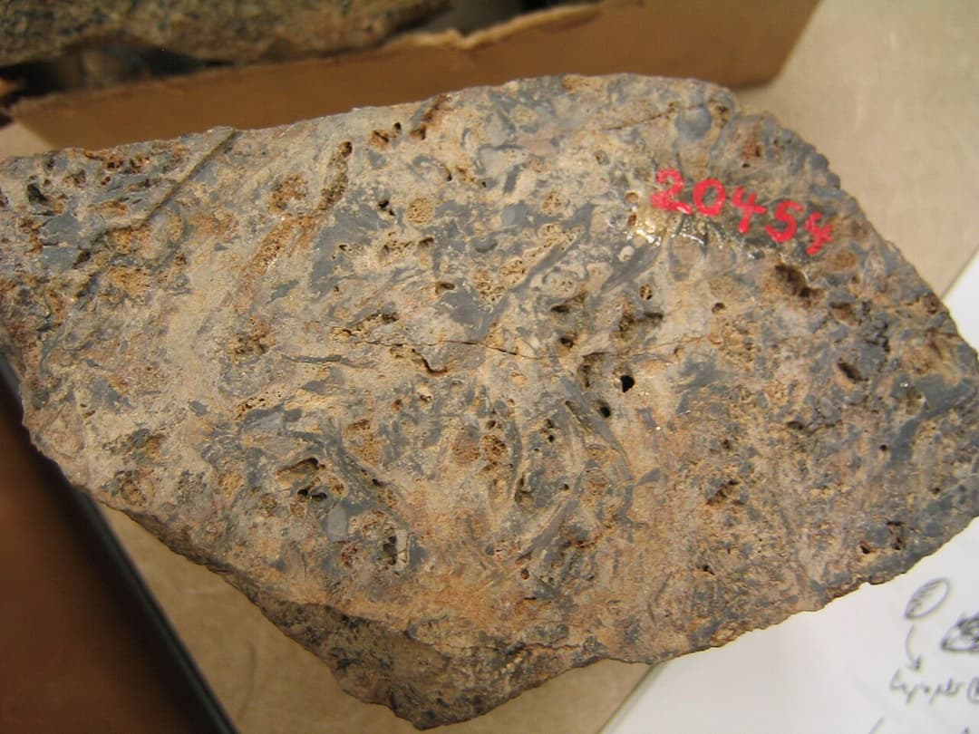 Rhynie chert - Wikipedia