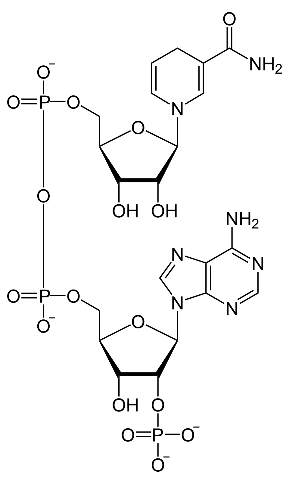 Dinucléotide nicotinamide-adénine phosphate — Wikipédia