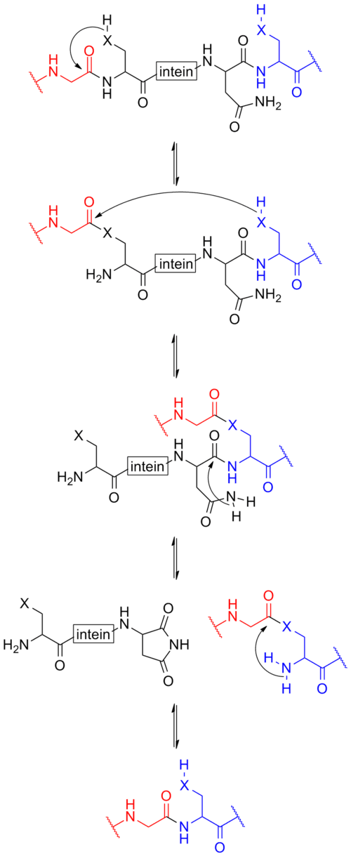 Protein splicing - Wikipedia