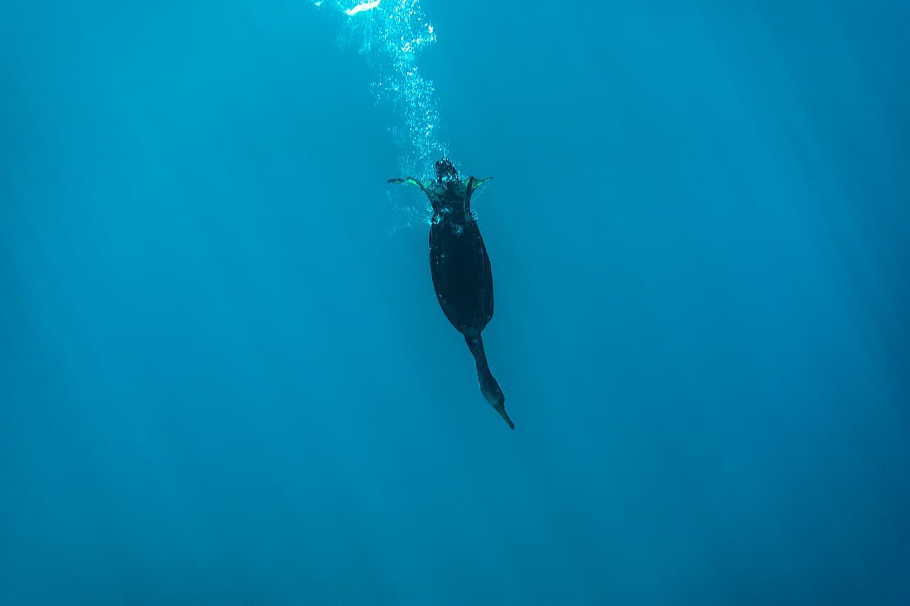 Aquatic locomotion - Wikipedia