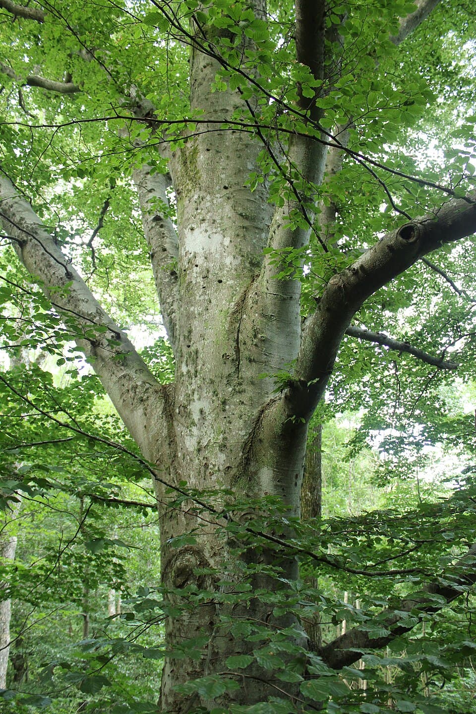 Beech - Wikipedia