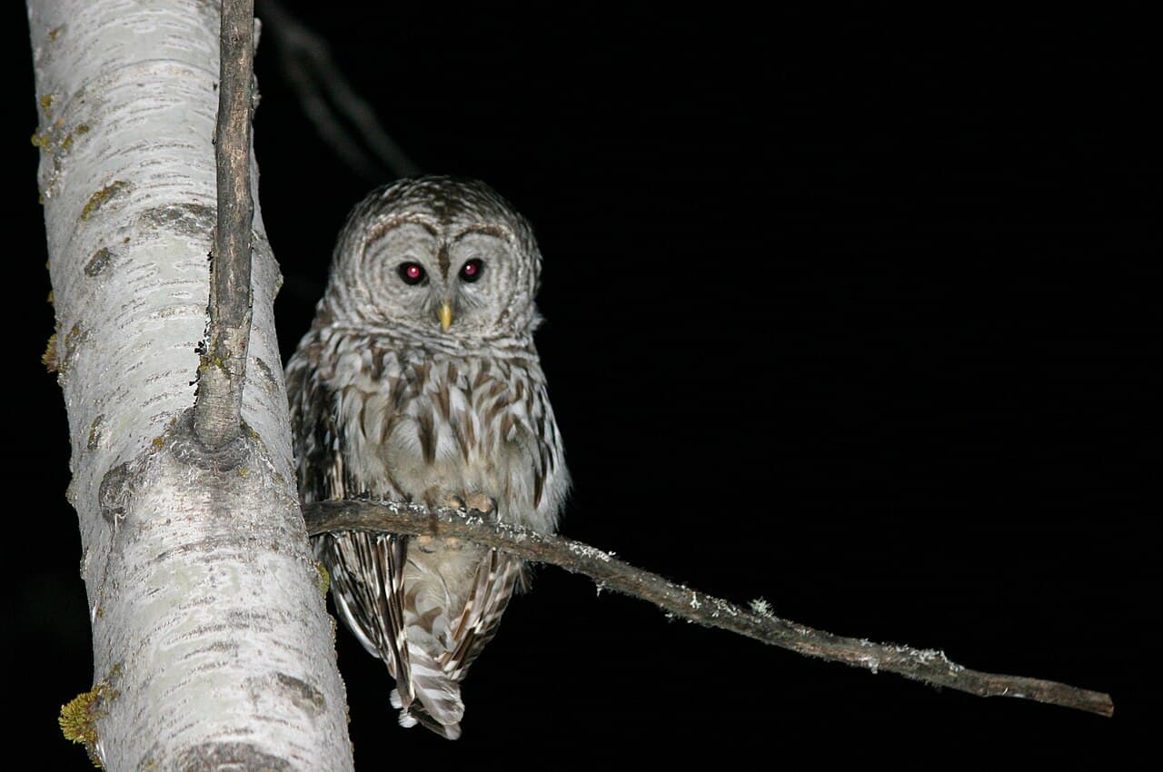 Nocturnality - Wikipedia
