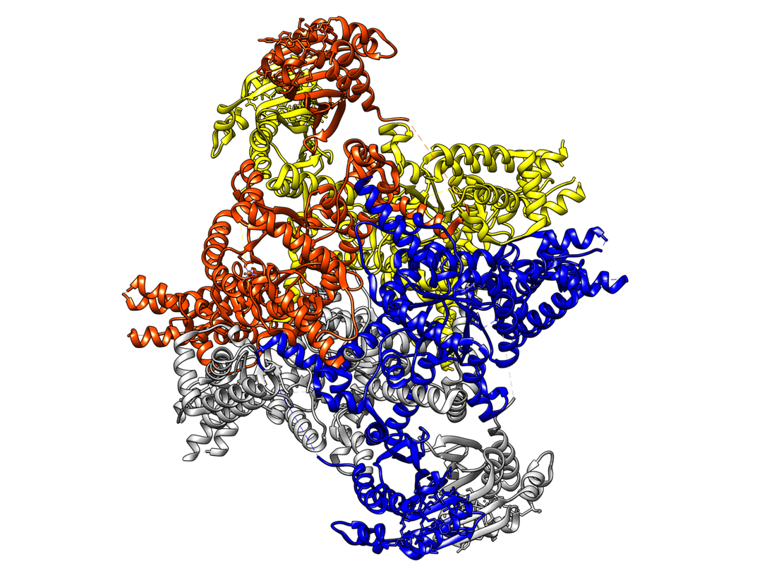Isocitrate-lyase — Wikipédia