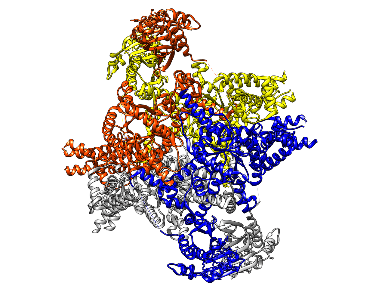 Isocitrate-lyase — Wikipédia