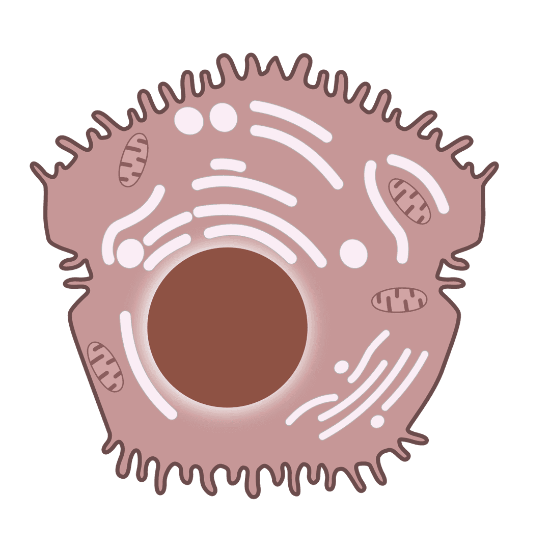 Hépatocyte — Wikipédia
