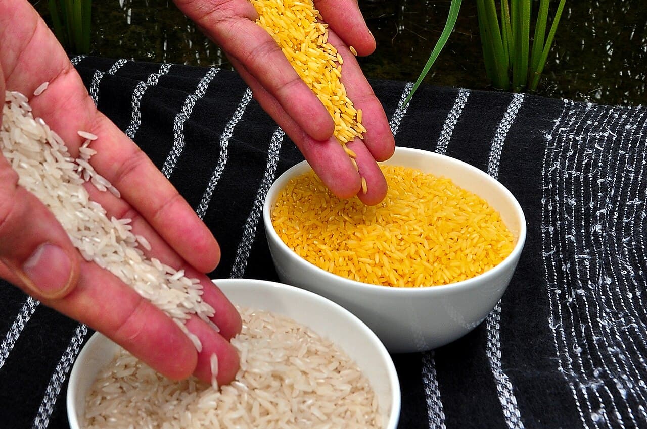 Golden rice - Wikipedia