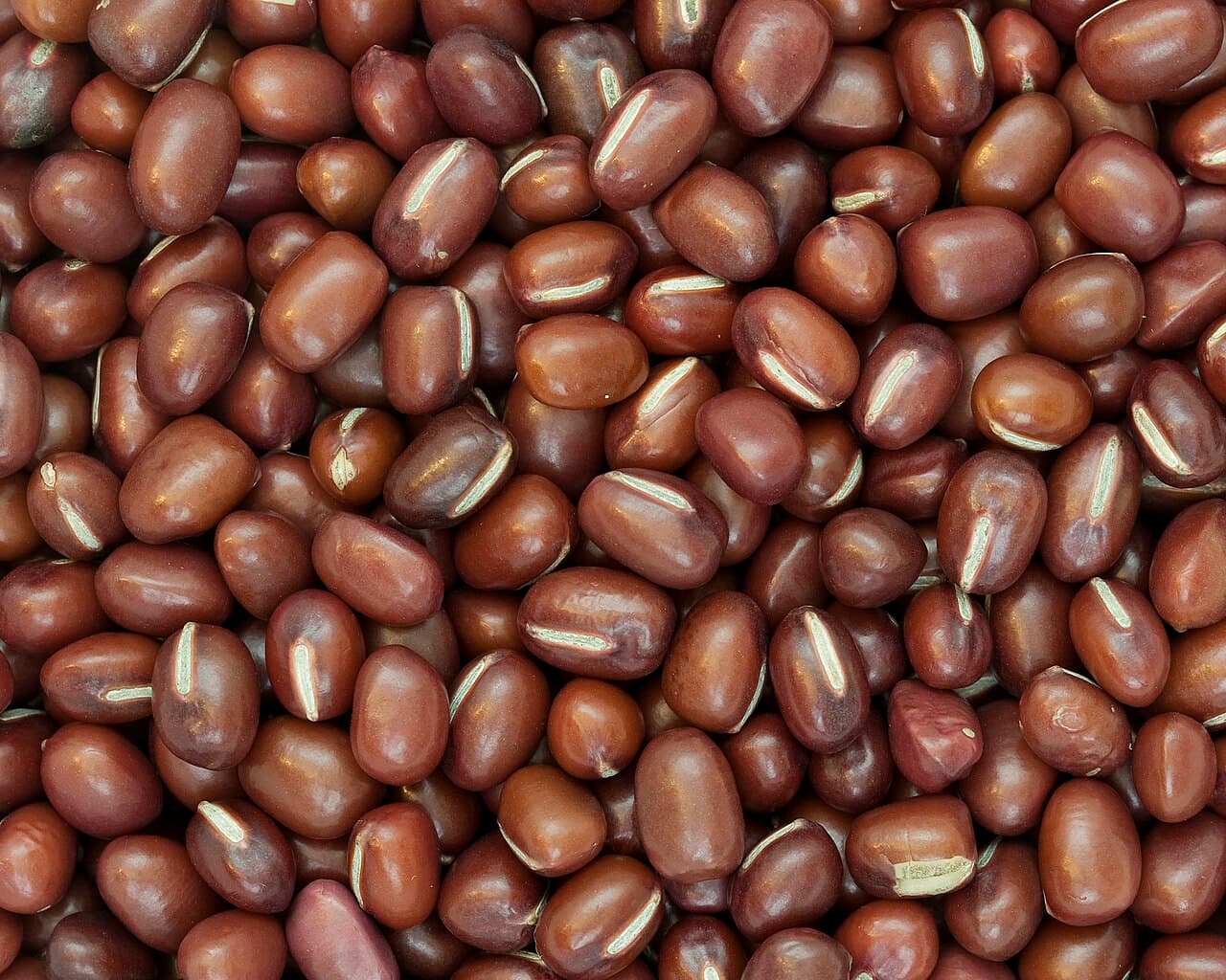 Adzuki bean - Wikipedia
