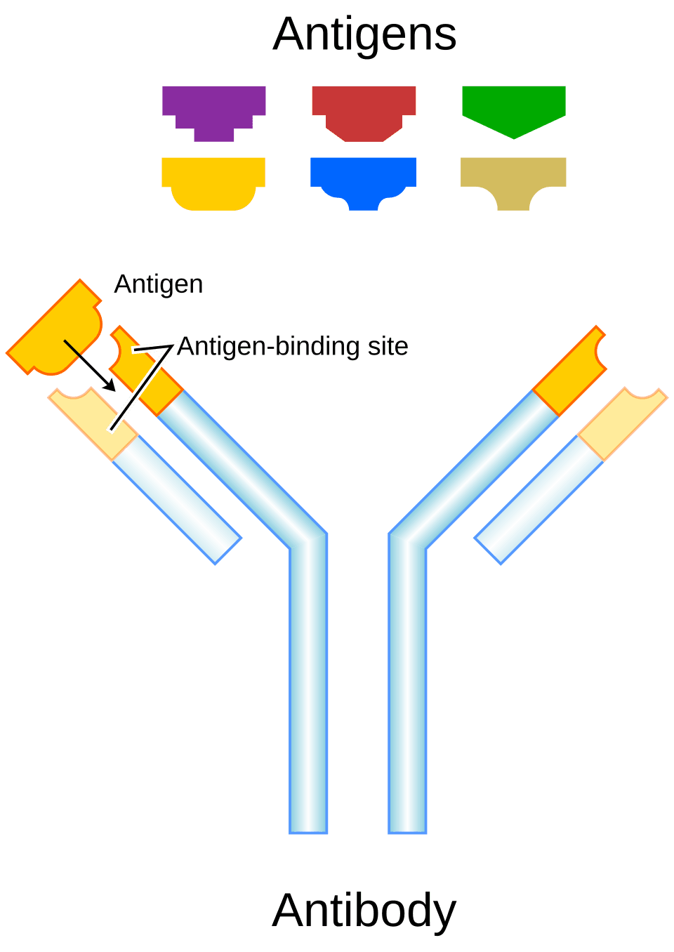 Monoclonal antibody therapy - Wikipedia