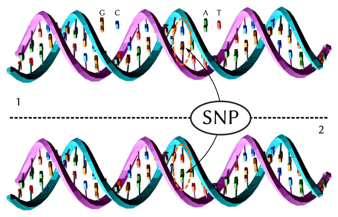 Single-nucleotide polymorphism - Wikipedia