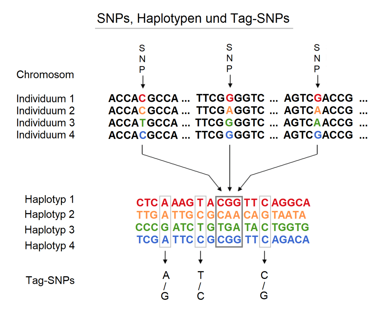 Haplotype — Wikipédia