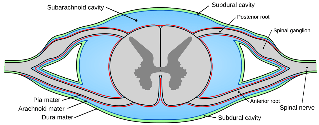 Pia mater - Wikipedia
