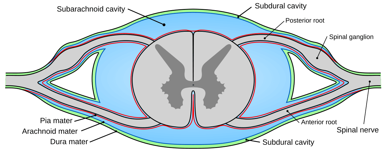 Pia mater - Wikipedia
